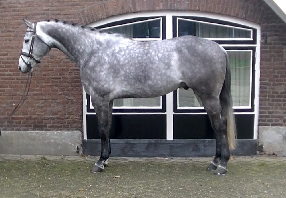 Featured Horse Image
