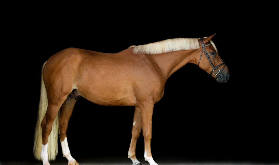 Featured Horse Image