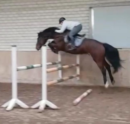 Featured Horse Image