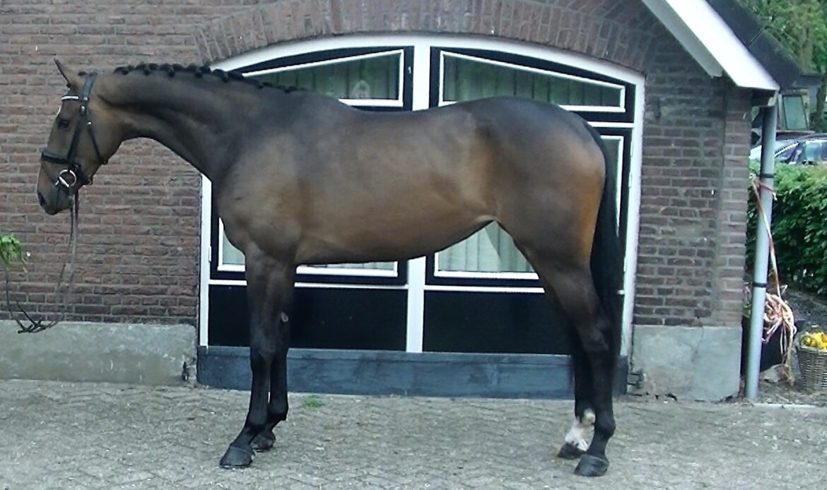 Featured Horse Image
