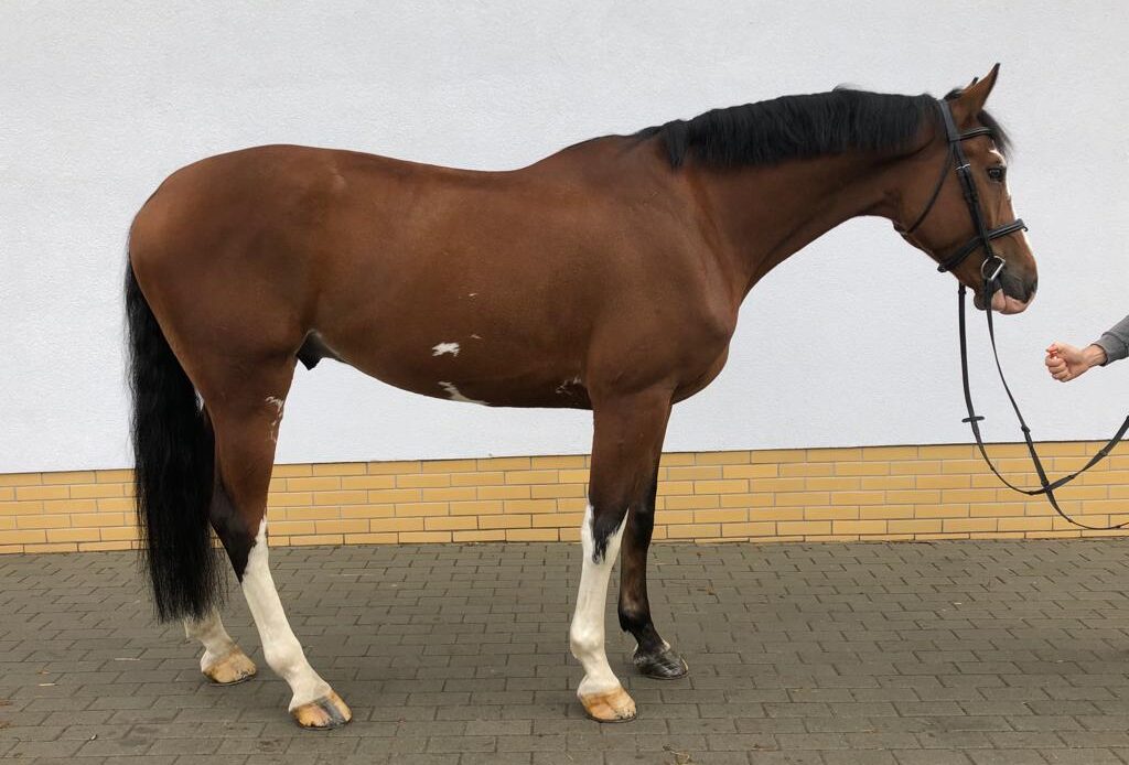 Featured Horse Image