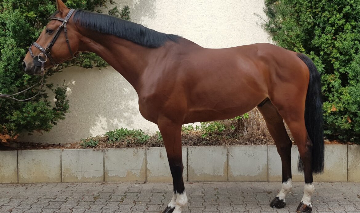 Featured Horse Image