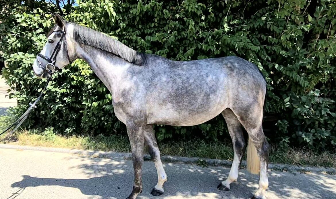 Featured Horse Image