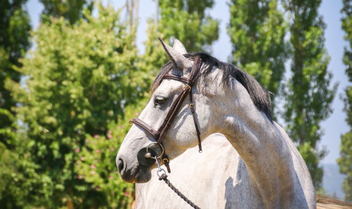 Featured Horse Image
