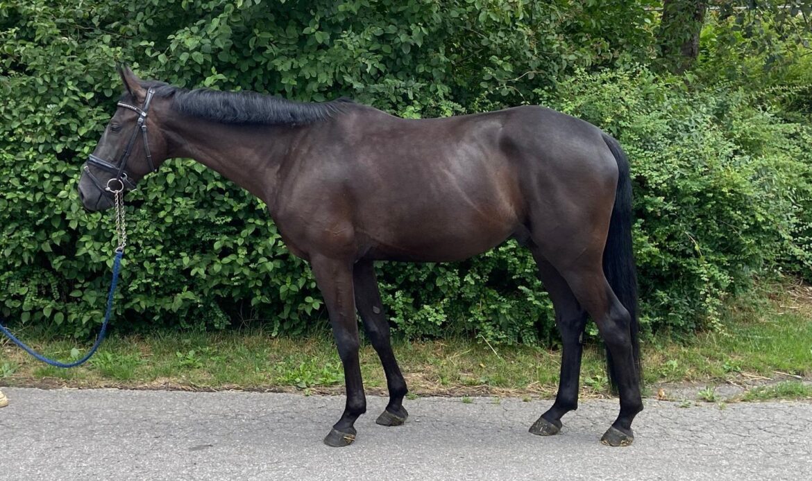Featured Horse Image