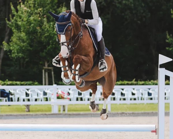 Featured Horse Image