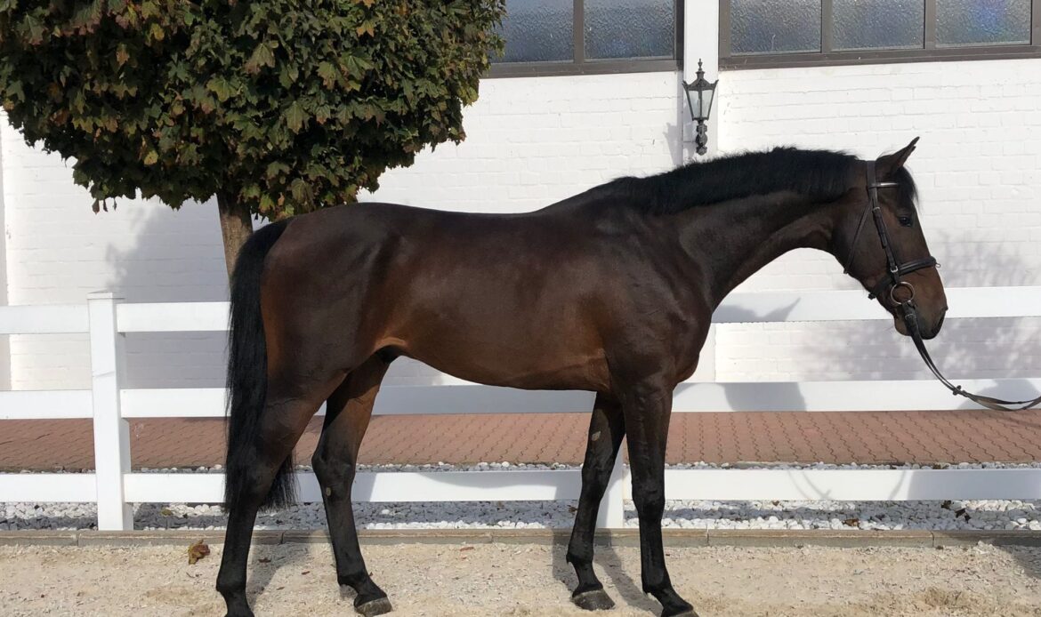 Featured Horse Image