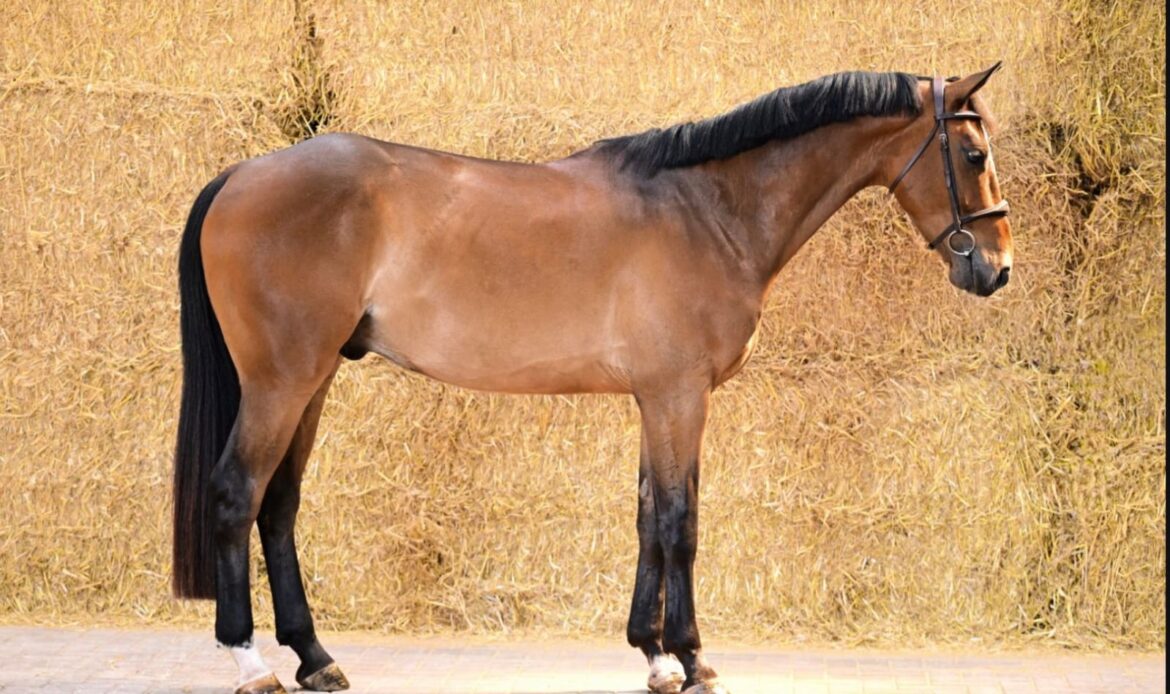 Featured Horse Image