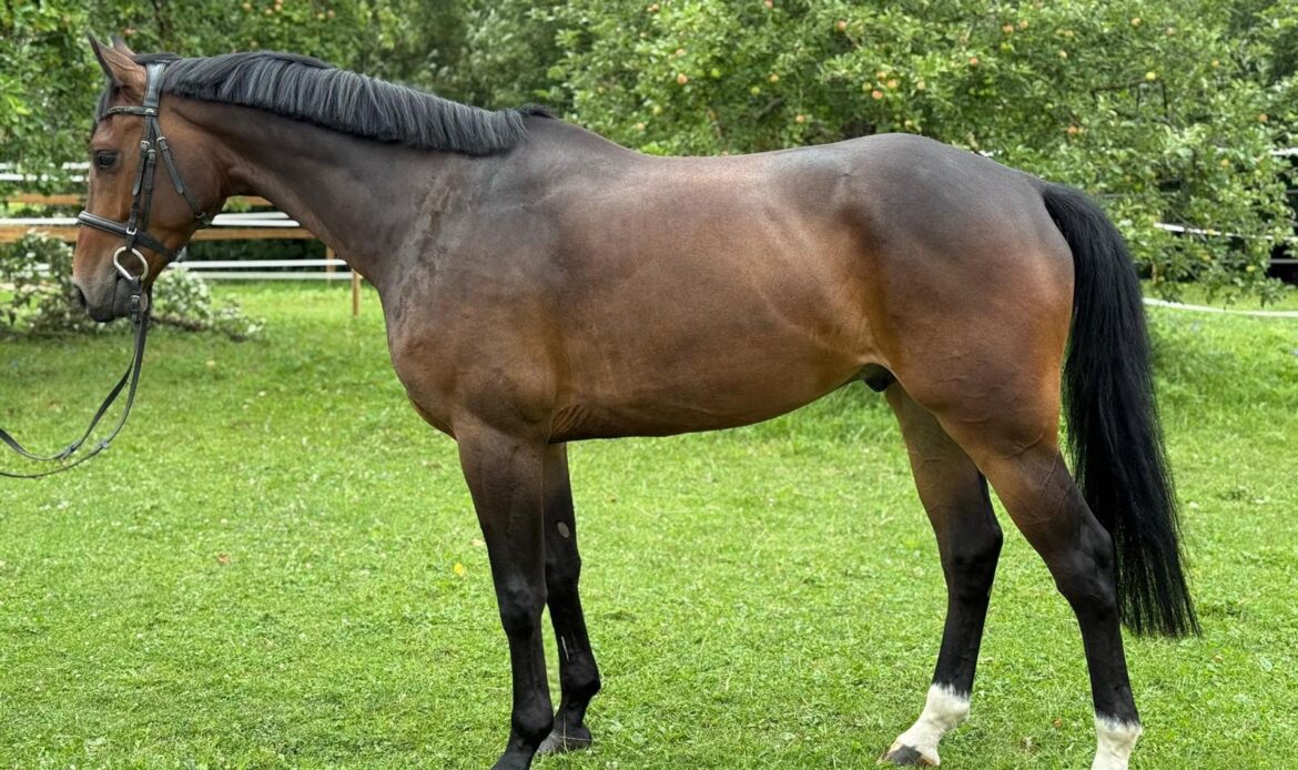 Featured Horse Image