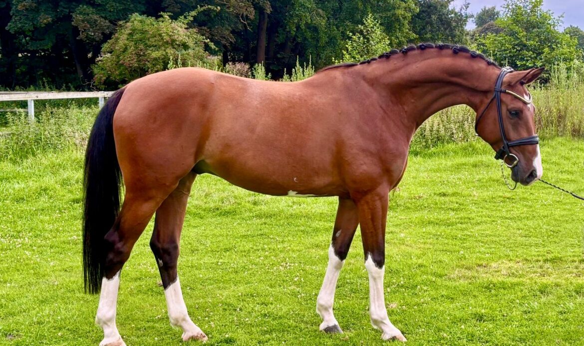 Featured Horse Image