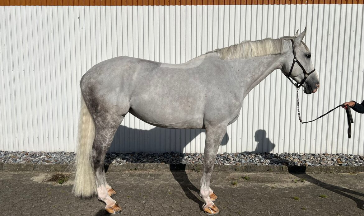 Featured Horse Image