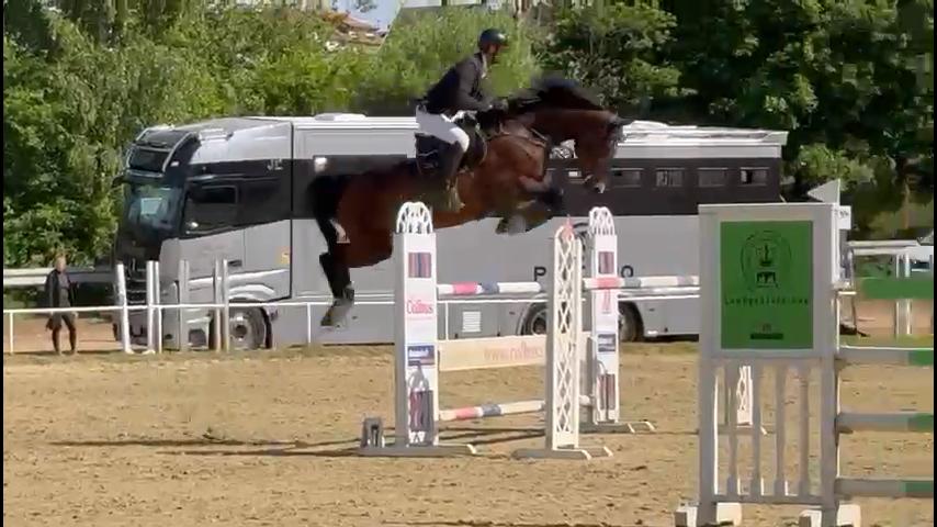 Featured Horse Image
