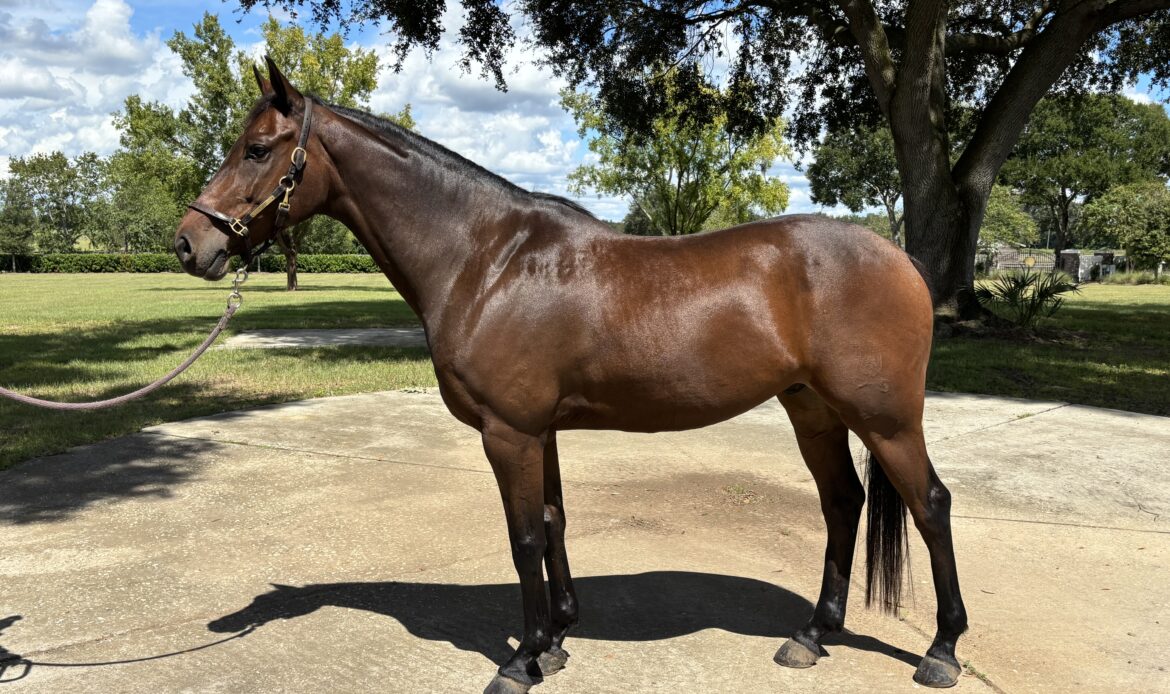 Featured Horse Image