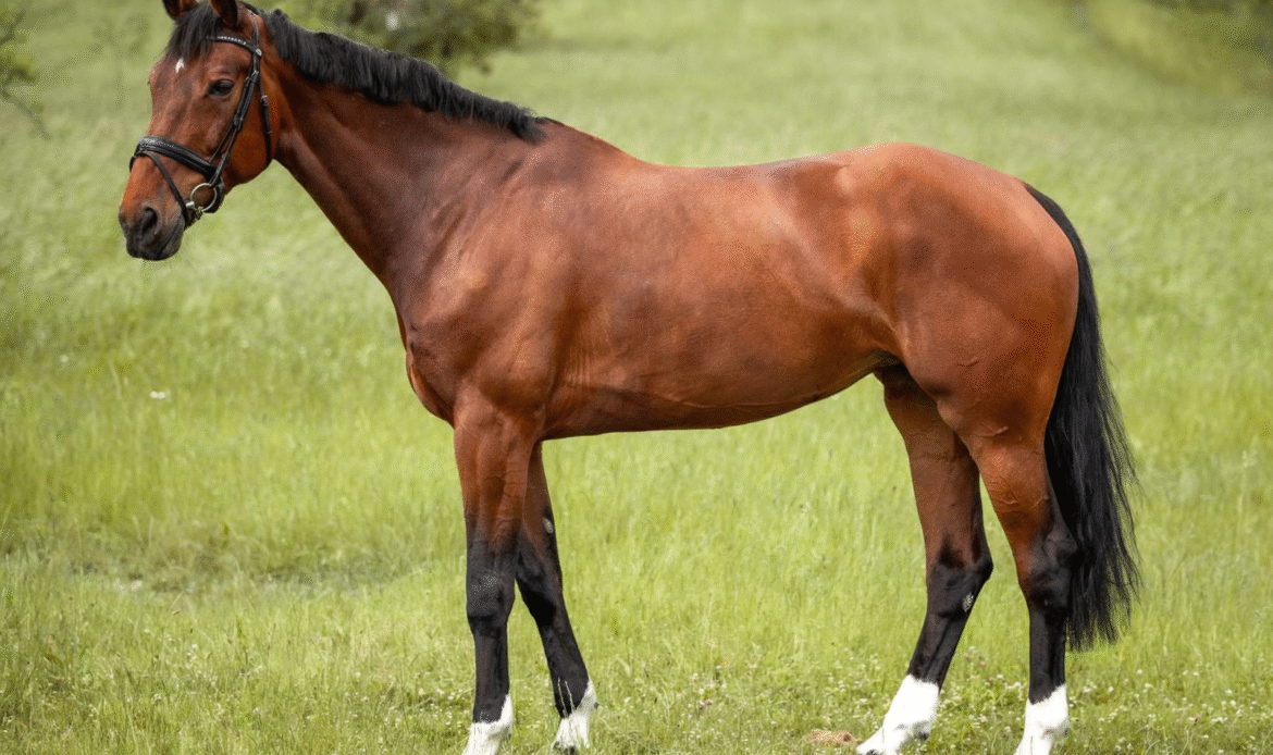 Featured Horse Image