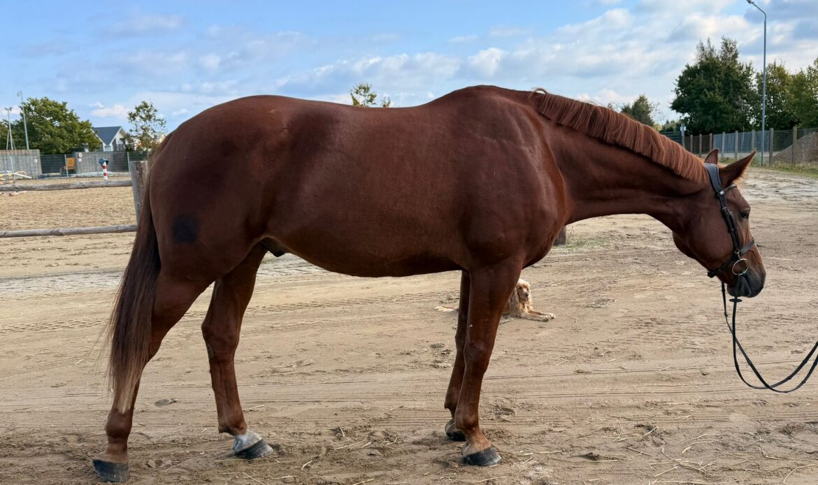 Featured Horse Image