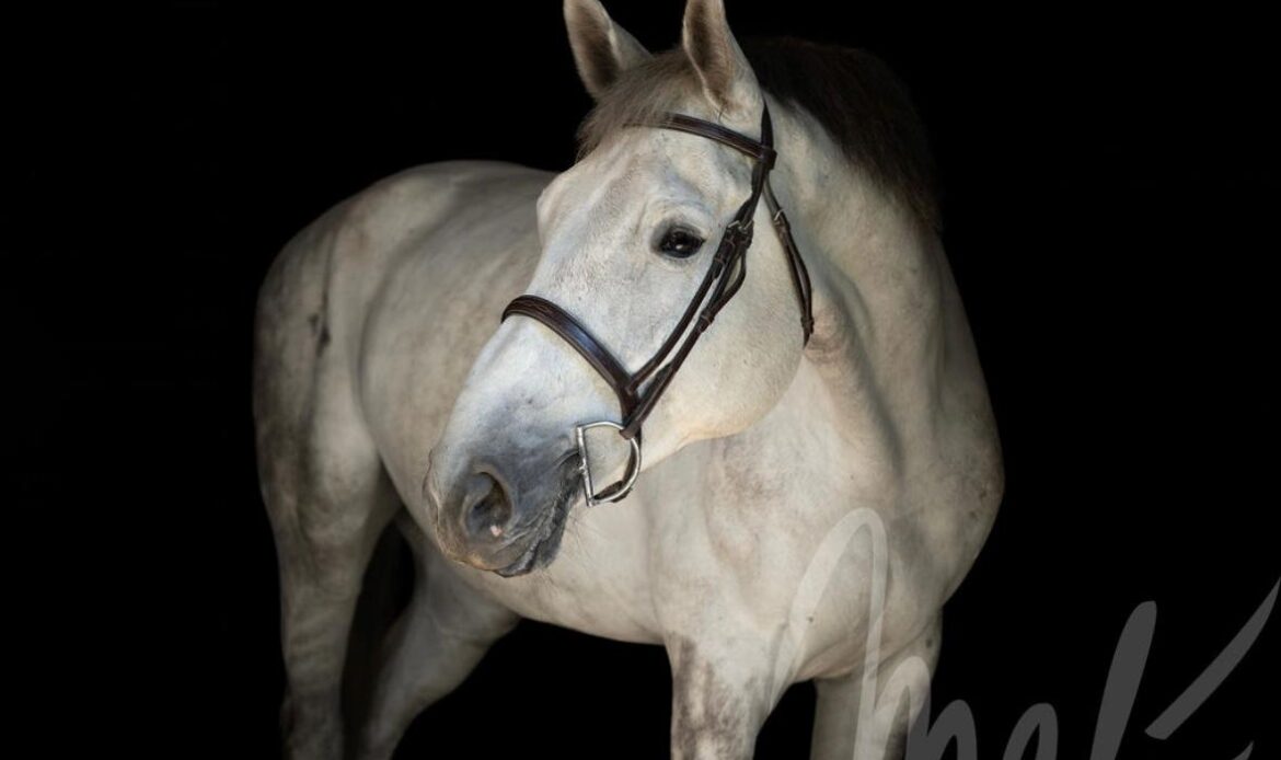 Featured Horse Image