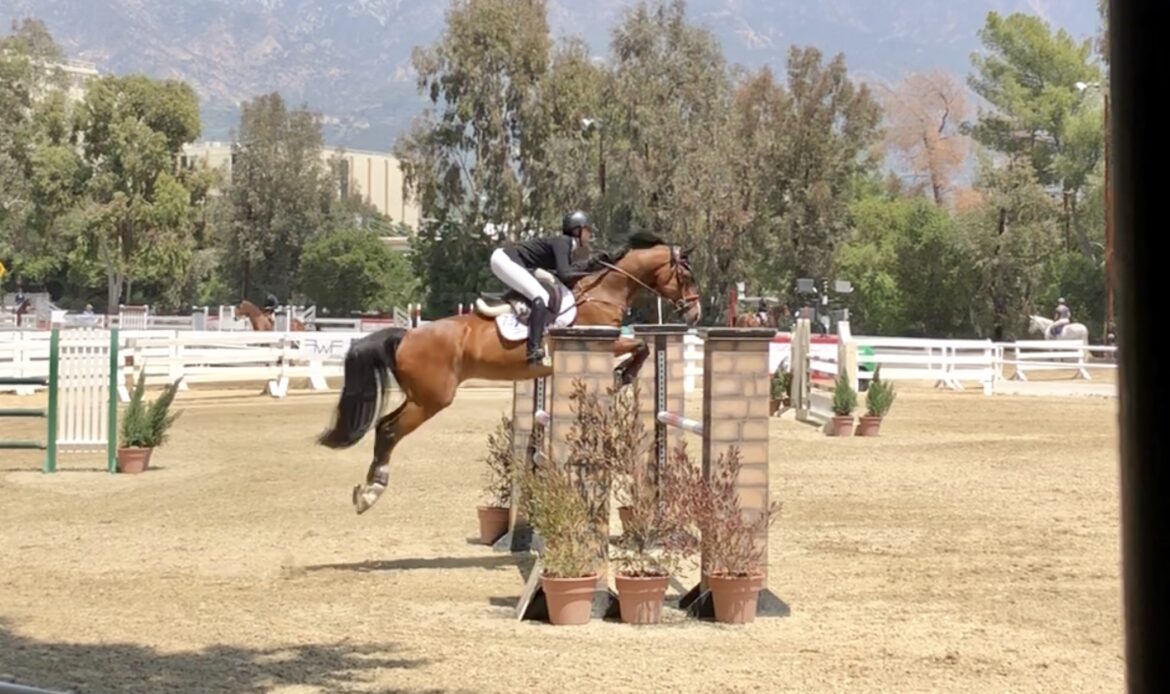 Featured Horse Image