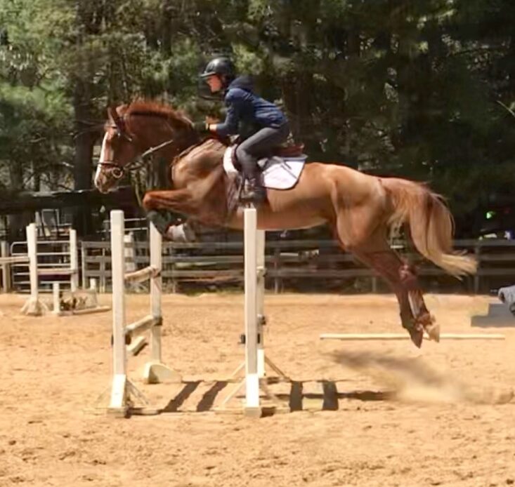 Featured Horse Image